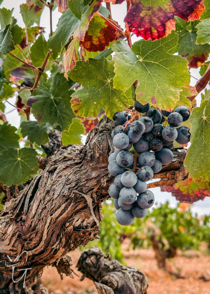 Photographie de terroir, gastronomie et domaines viticoles ou chambres d'hôtes dans le Gard