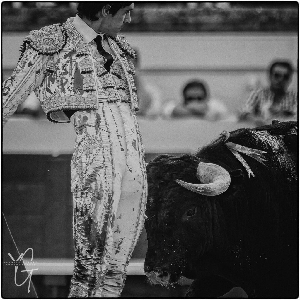 torero Sebastien Castella face au toro arenes de Béziers