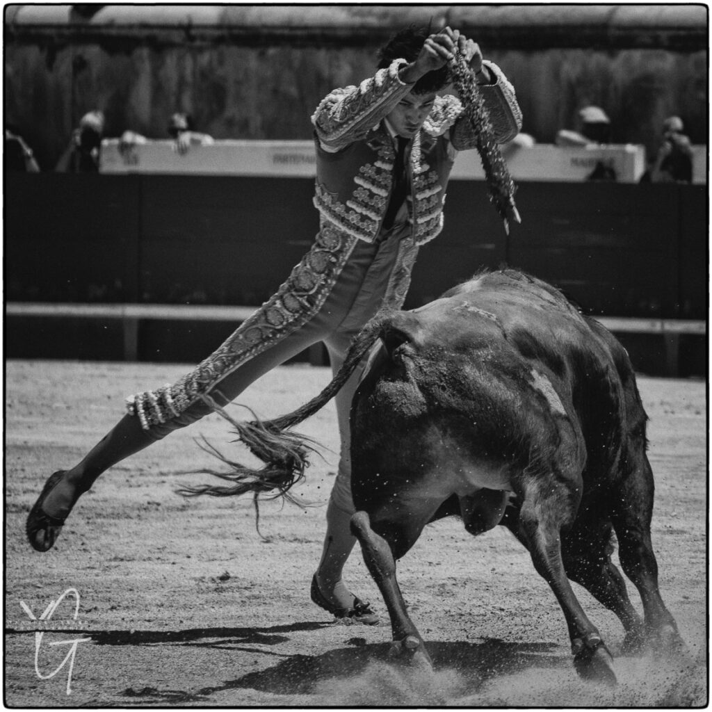 Torero El Rafi pose les banderilles sur  un toro de Robert Margé dans les arènes de Nimes pen