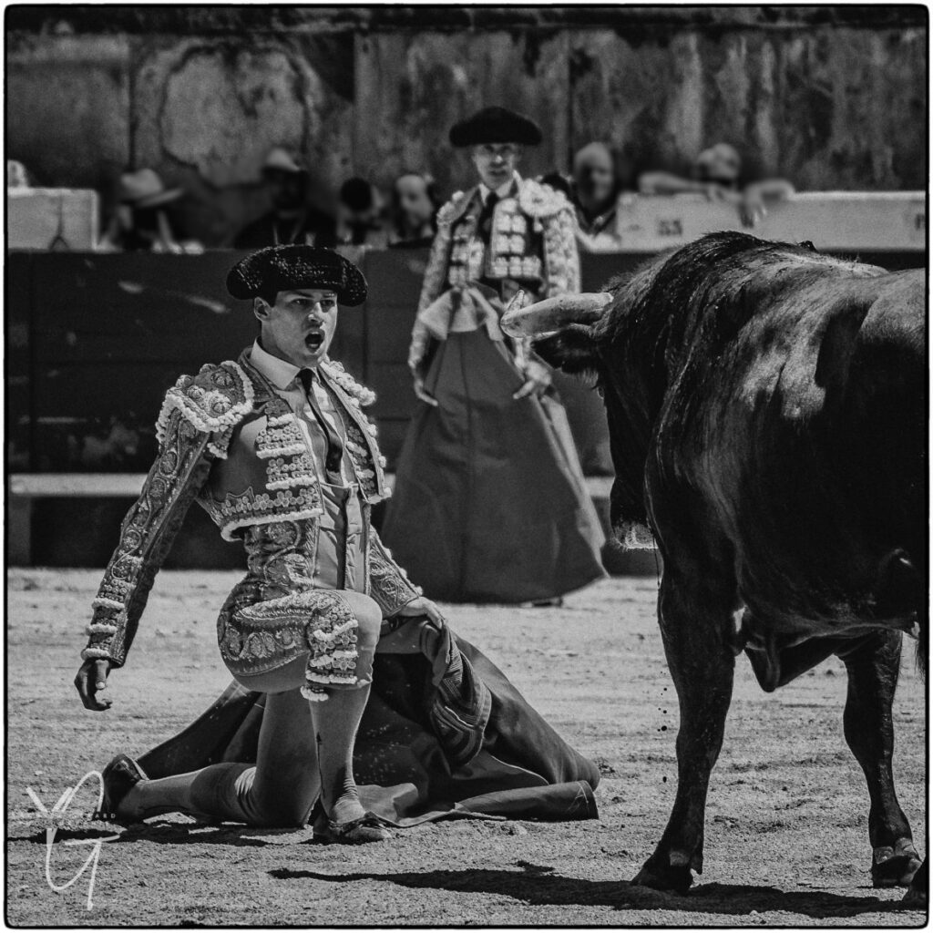 Torero El Rafi à genoux devant un toro de Robert Margé dans les arènes de Nimes pendant la féria de Pentecôte.