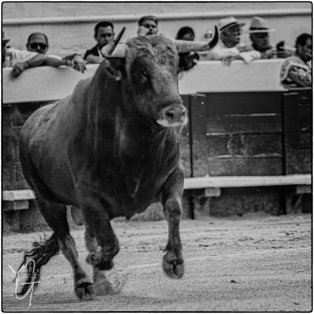 toro brave de la ganaderia Margé, plein de force et de puissance lors d'une corrida dans les arènes de Nimes à la féria de Pentecôte