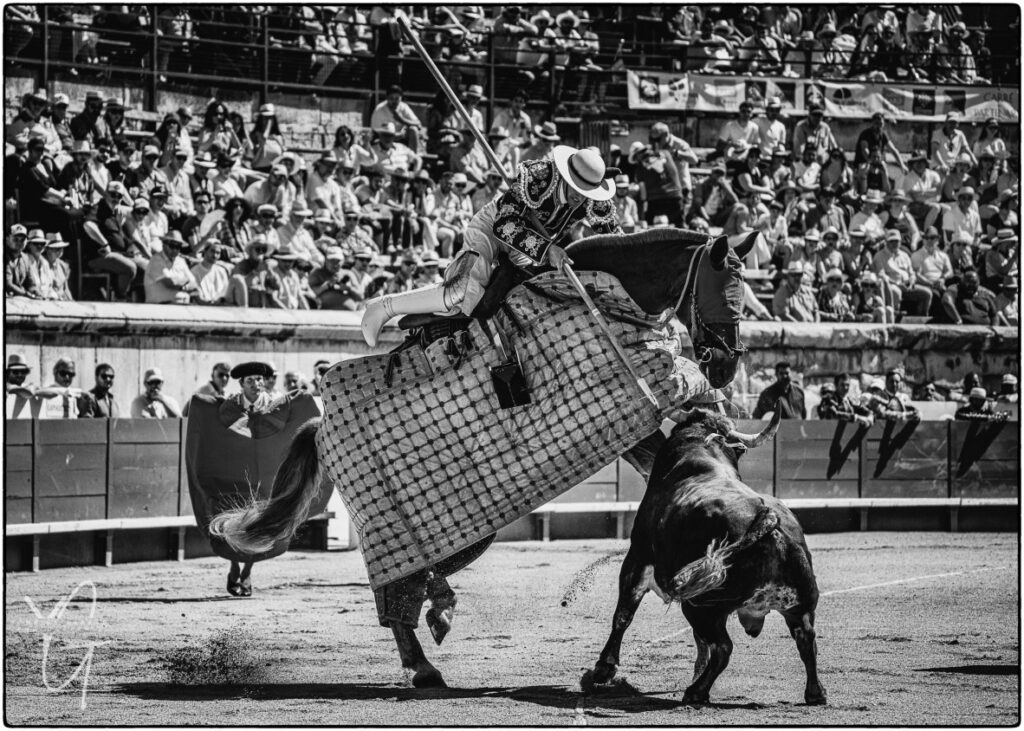 toro de la ganaderia robert Marge charge le picador