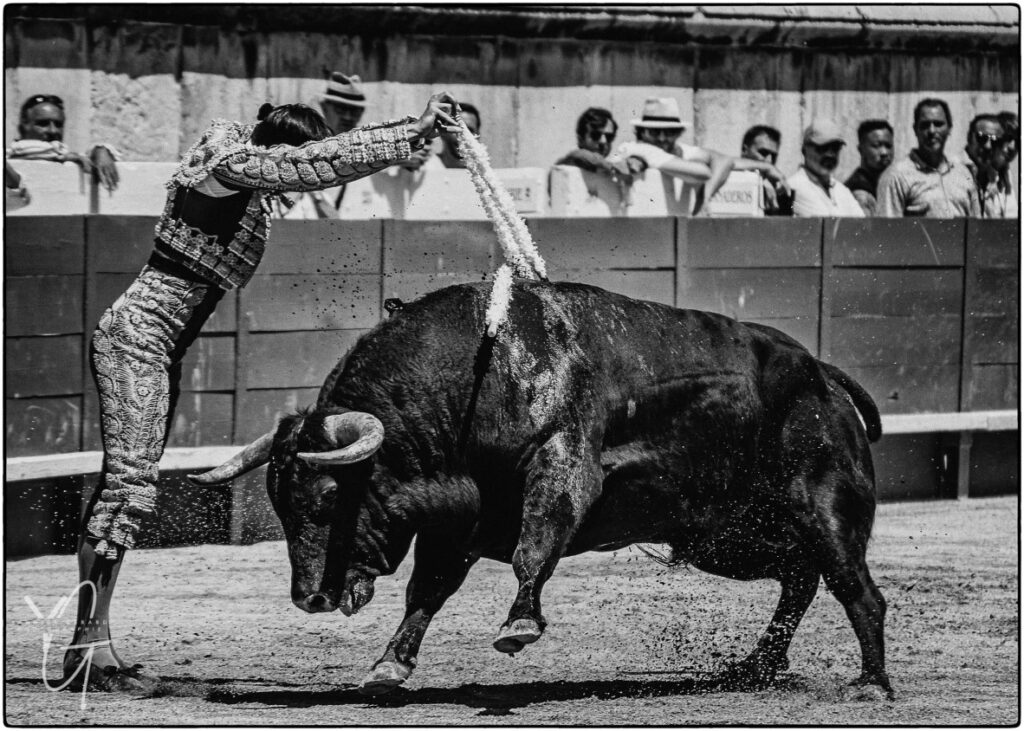 toro de la ganaderia robert Marge face au baderillero
