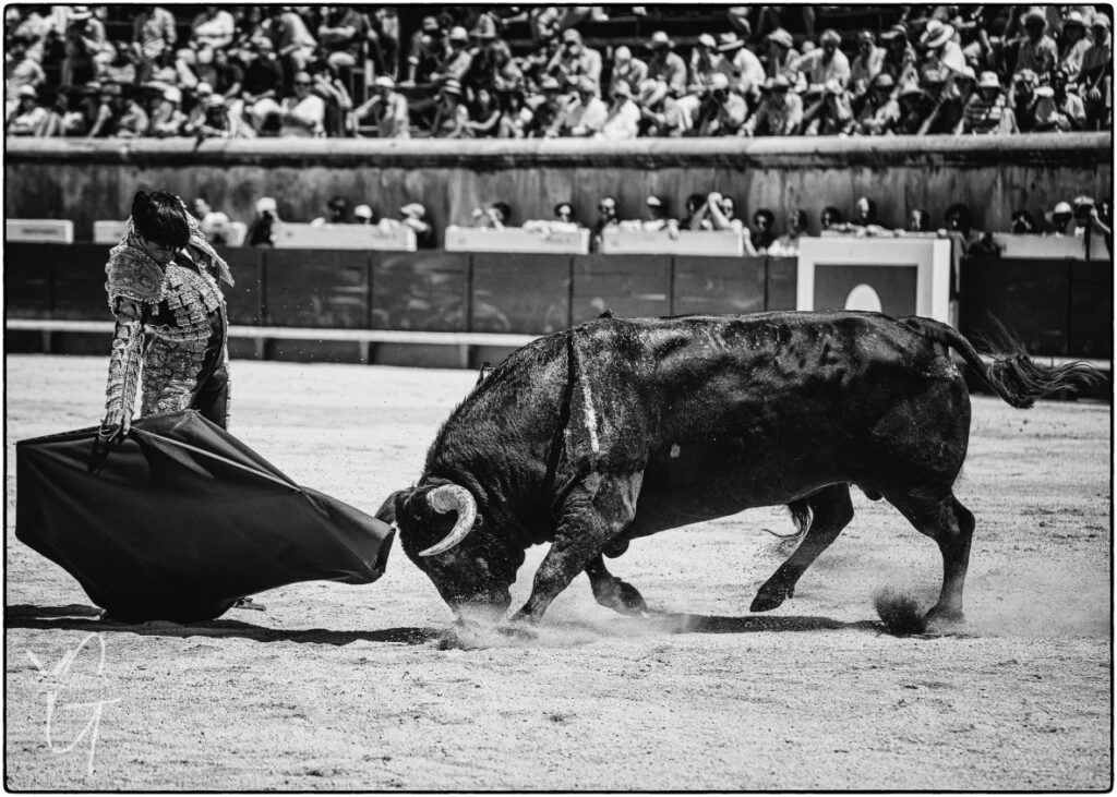 6 fabuleux toros de la ganaderia robert Marge lors de la corrida francaise du 24 Mai 2026 à Nimes.