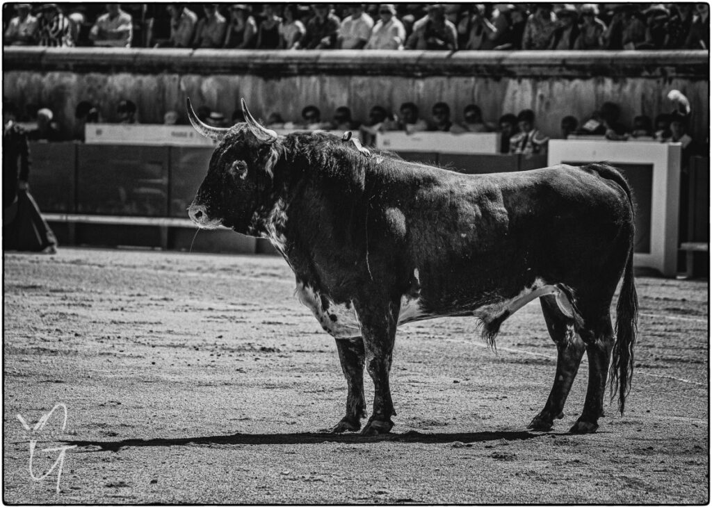 magnifique toro de la ganaderia robert Marge dans arenes de Nimes