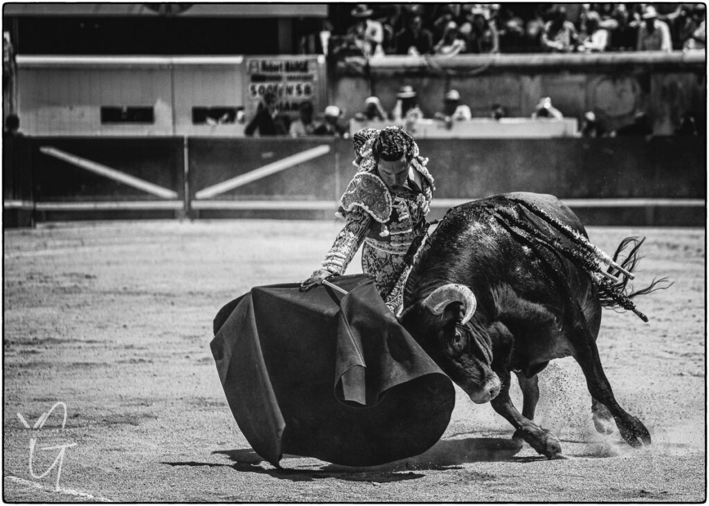 charge courageuse du toro brave de la ganaderia robert Marge